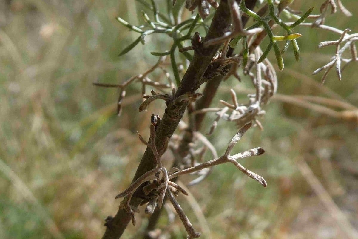 Bylica rumiankolistna