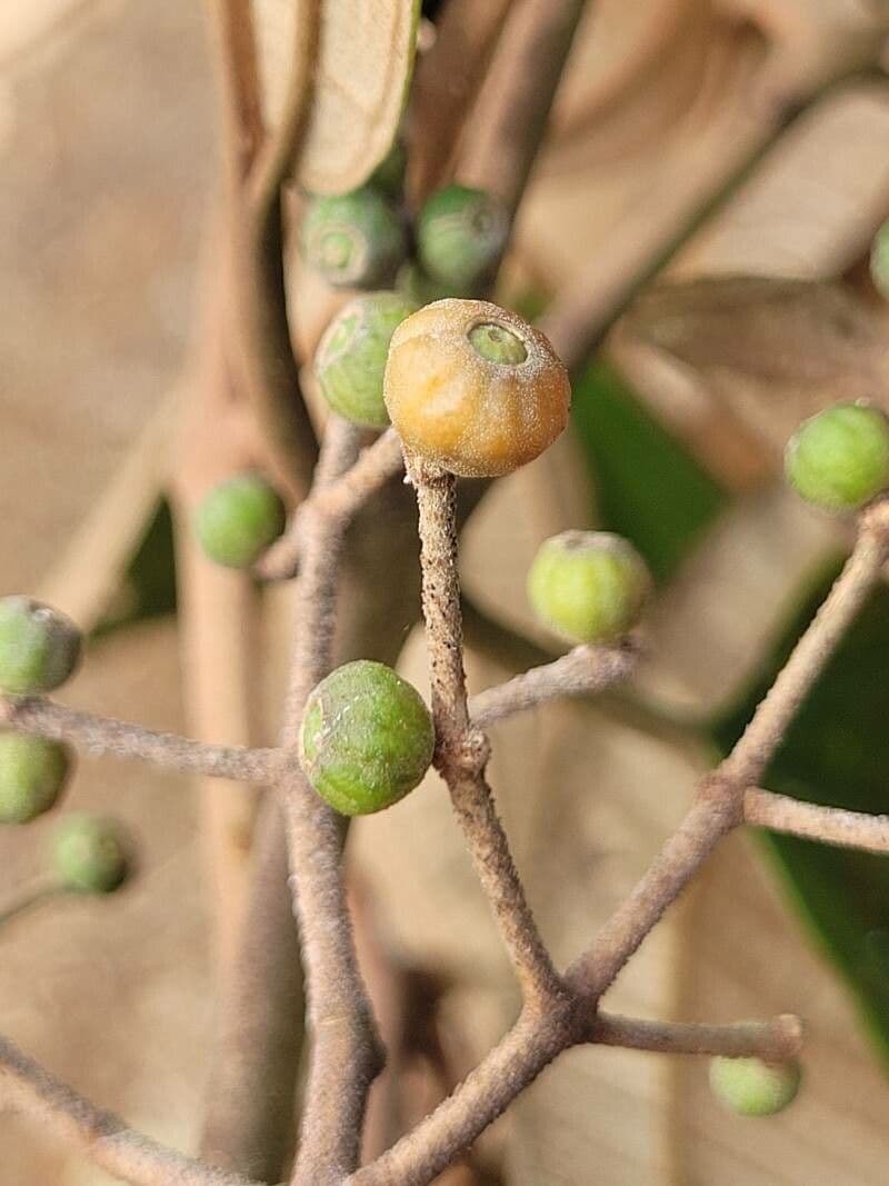Miconia 4