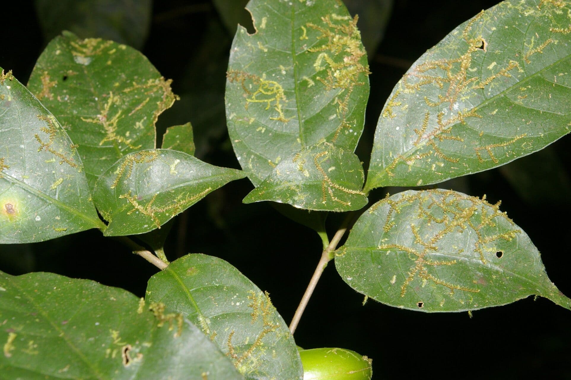 Tabernaemontana 6