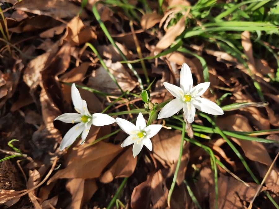 Ornithogalum 9