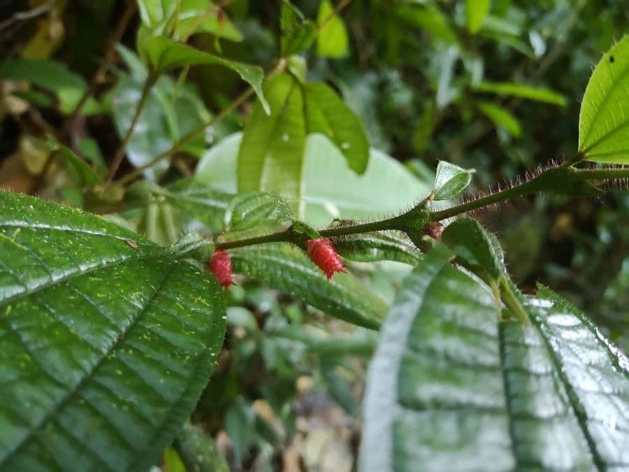 Miconia mayeta 6