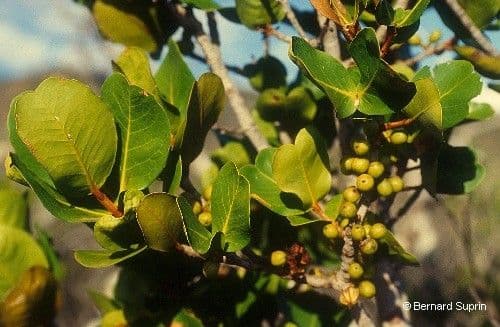Austrobuxus 9
