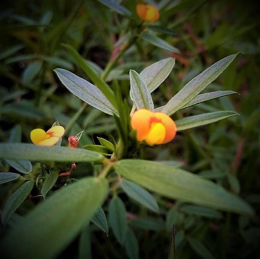 Stylosanthes 5