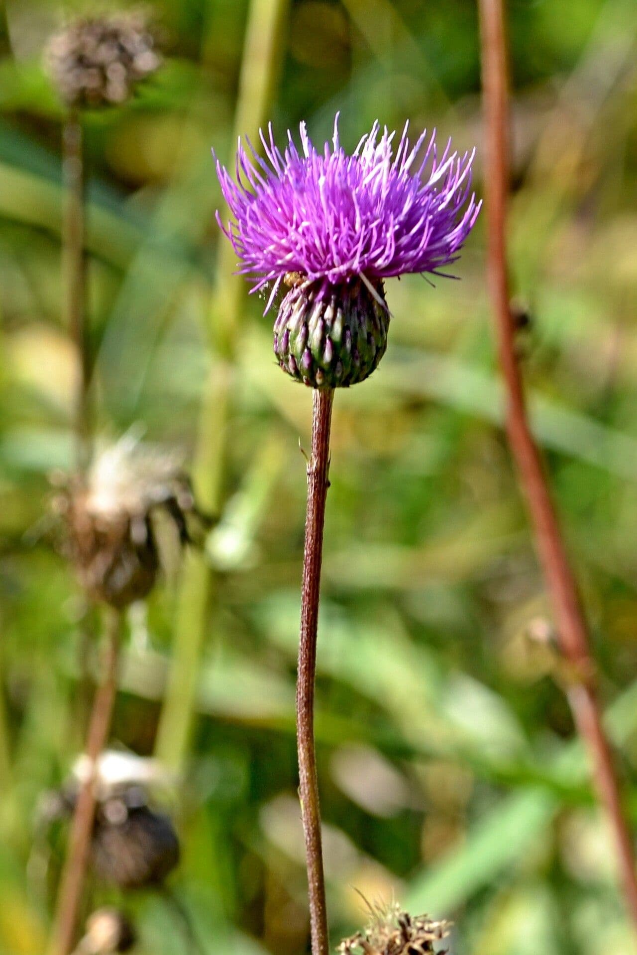 Graue Distel