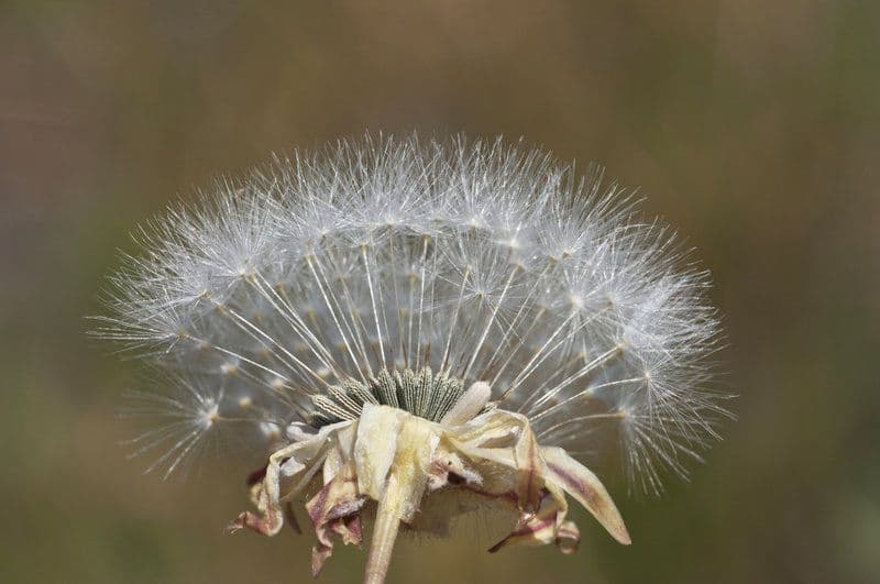 Agoseris annuale