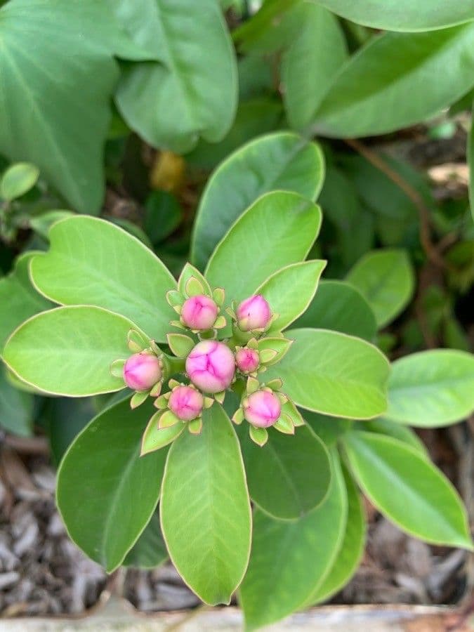 Cactus rosa 9