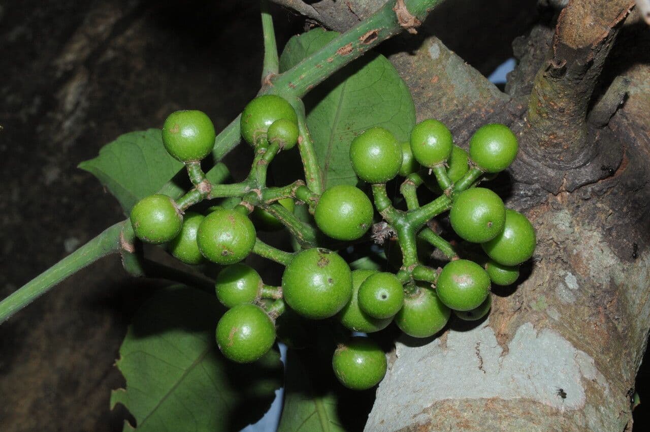 Tetrastigma 3