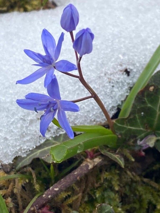 Scilla viennese 5