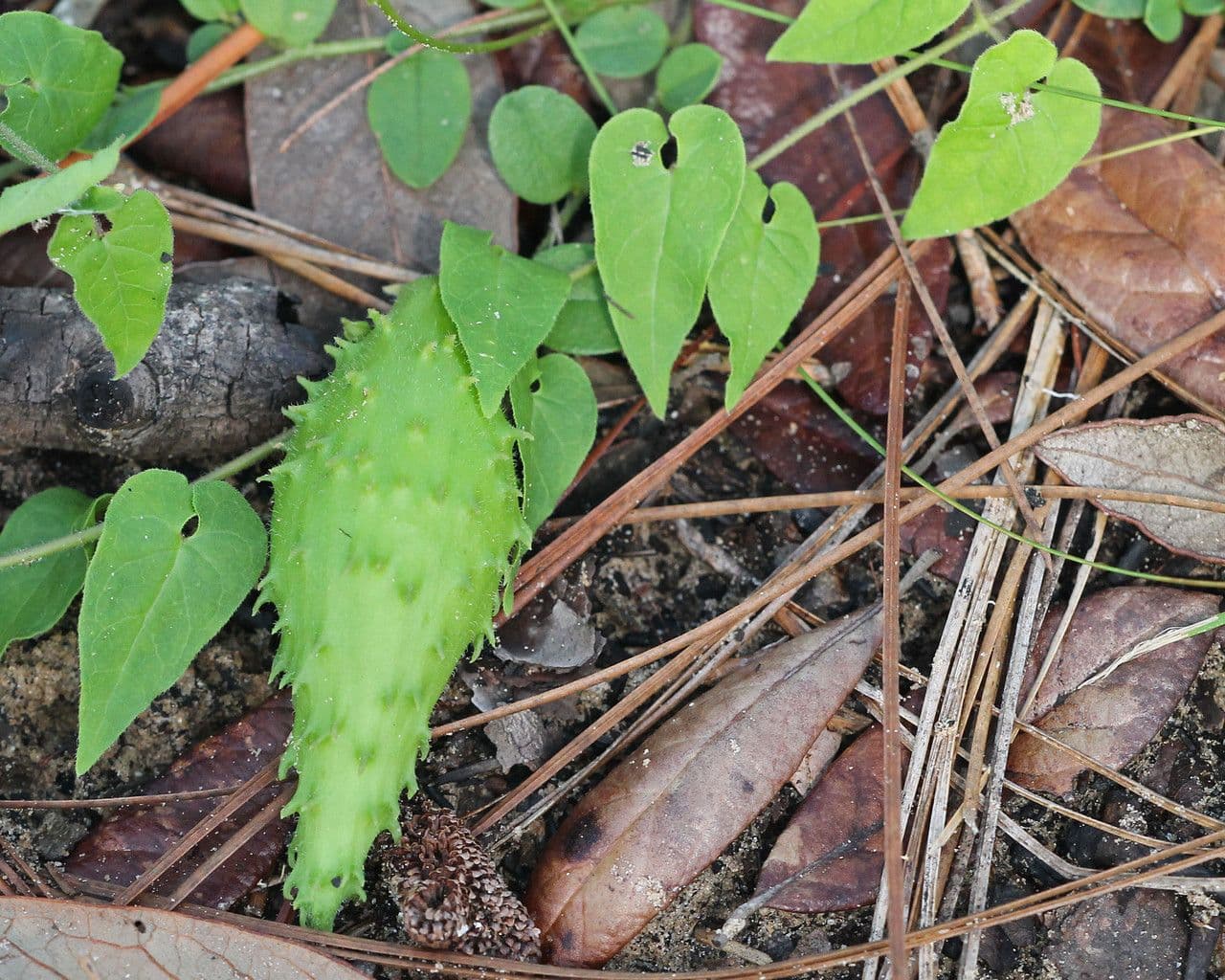 Trailing milkvine
