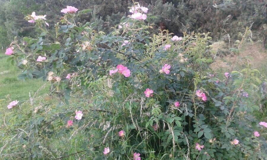 Rosa selvatica comune 11