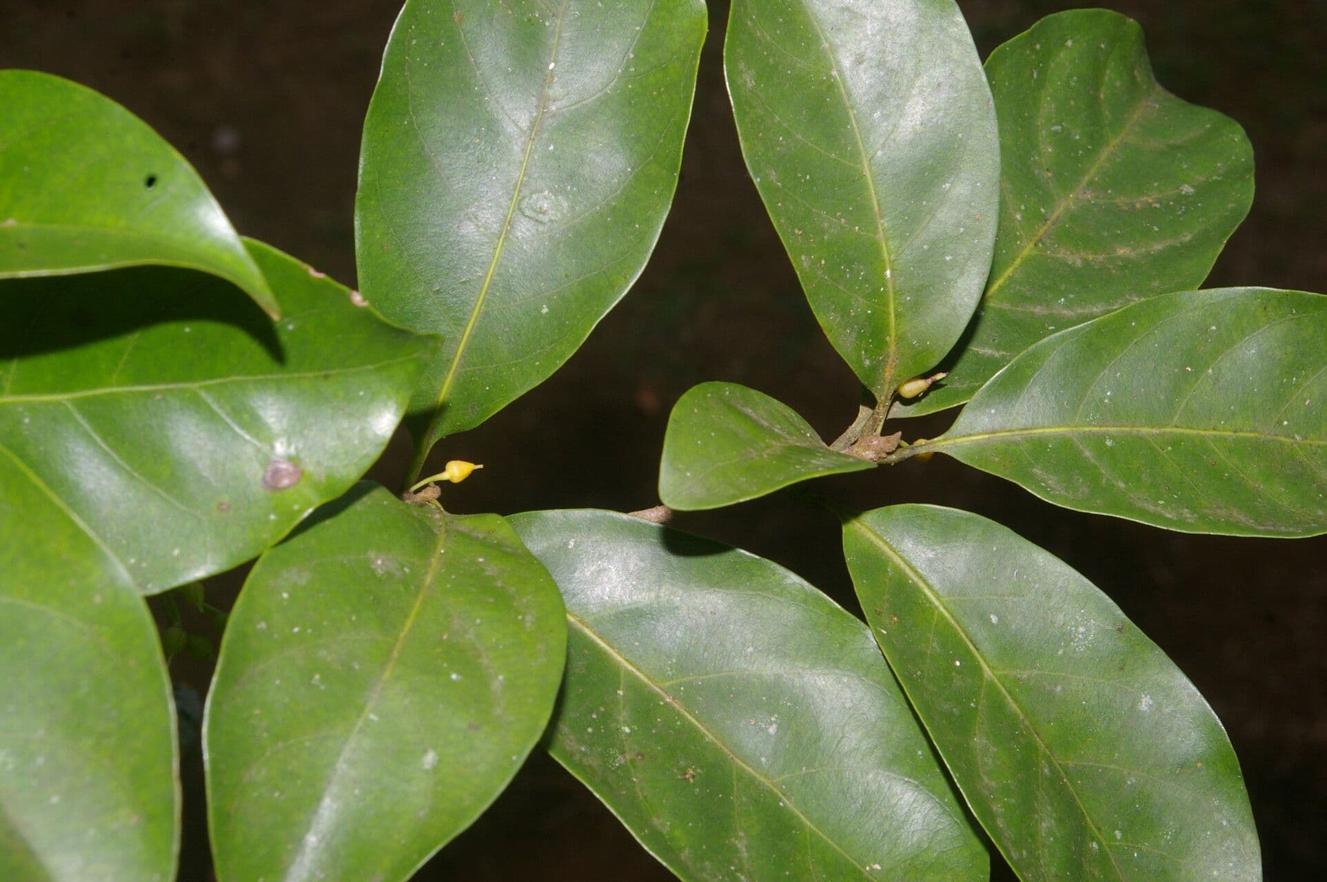 Pouteria 8
