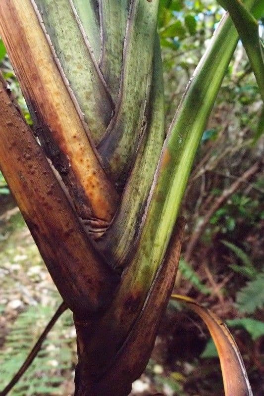 Cordyline mauritiana 27