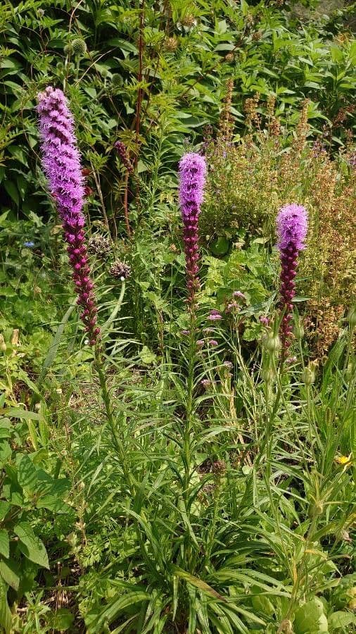 Liatris espigada 13