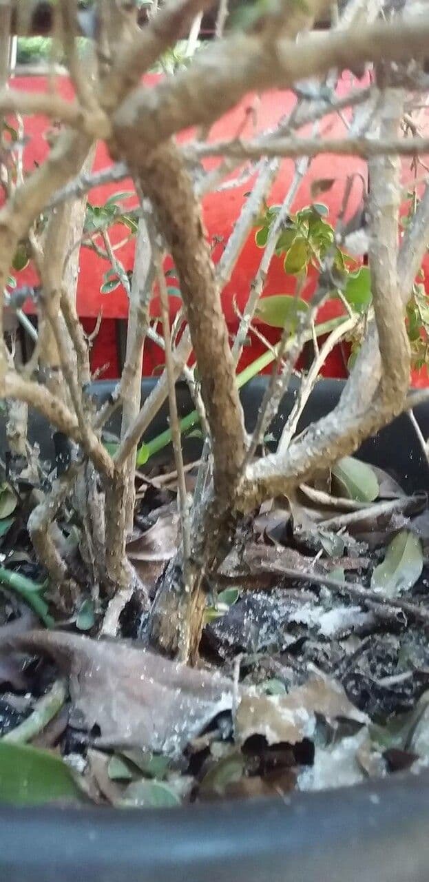 Serissa 19