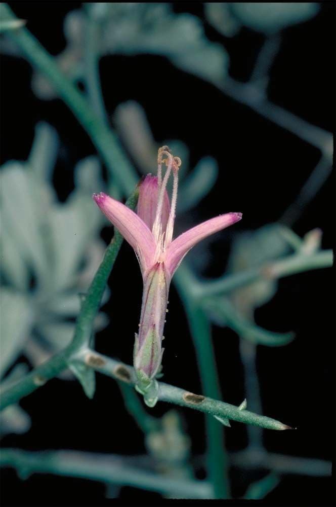 Pleiacanthus spinosus 5