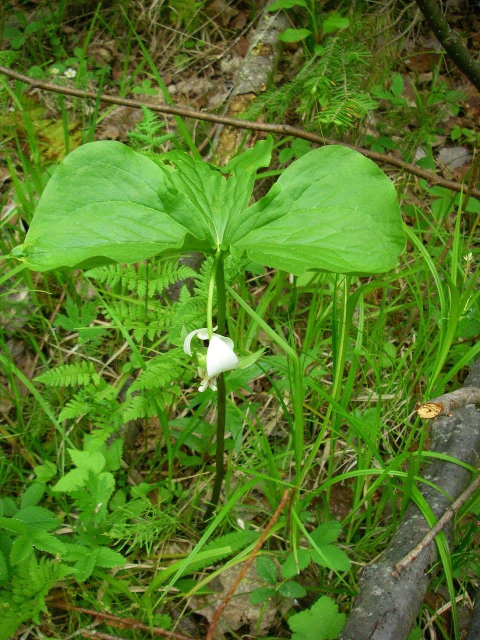 Trillium pochylone 11