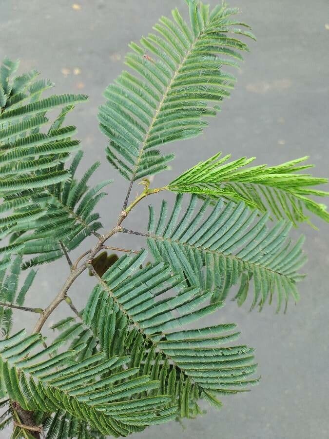 Anadenanthera 17