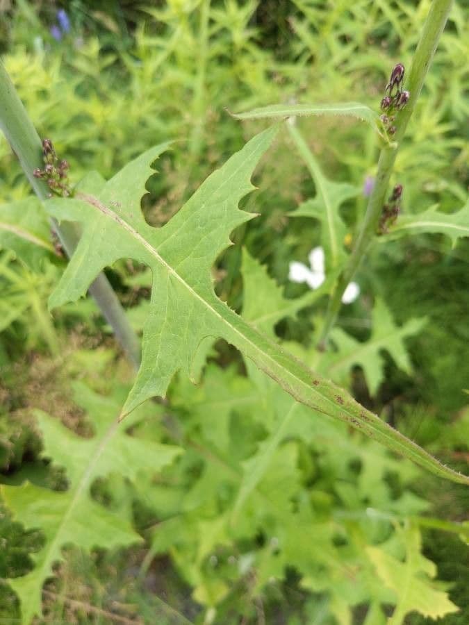 Lactuca 17