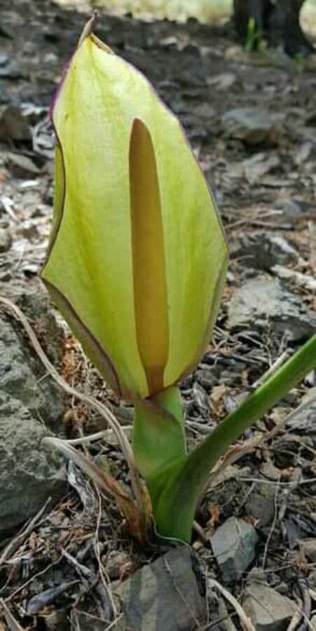 Arum