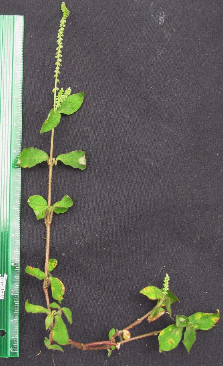 Cyathula prostrata 24