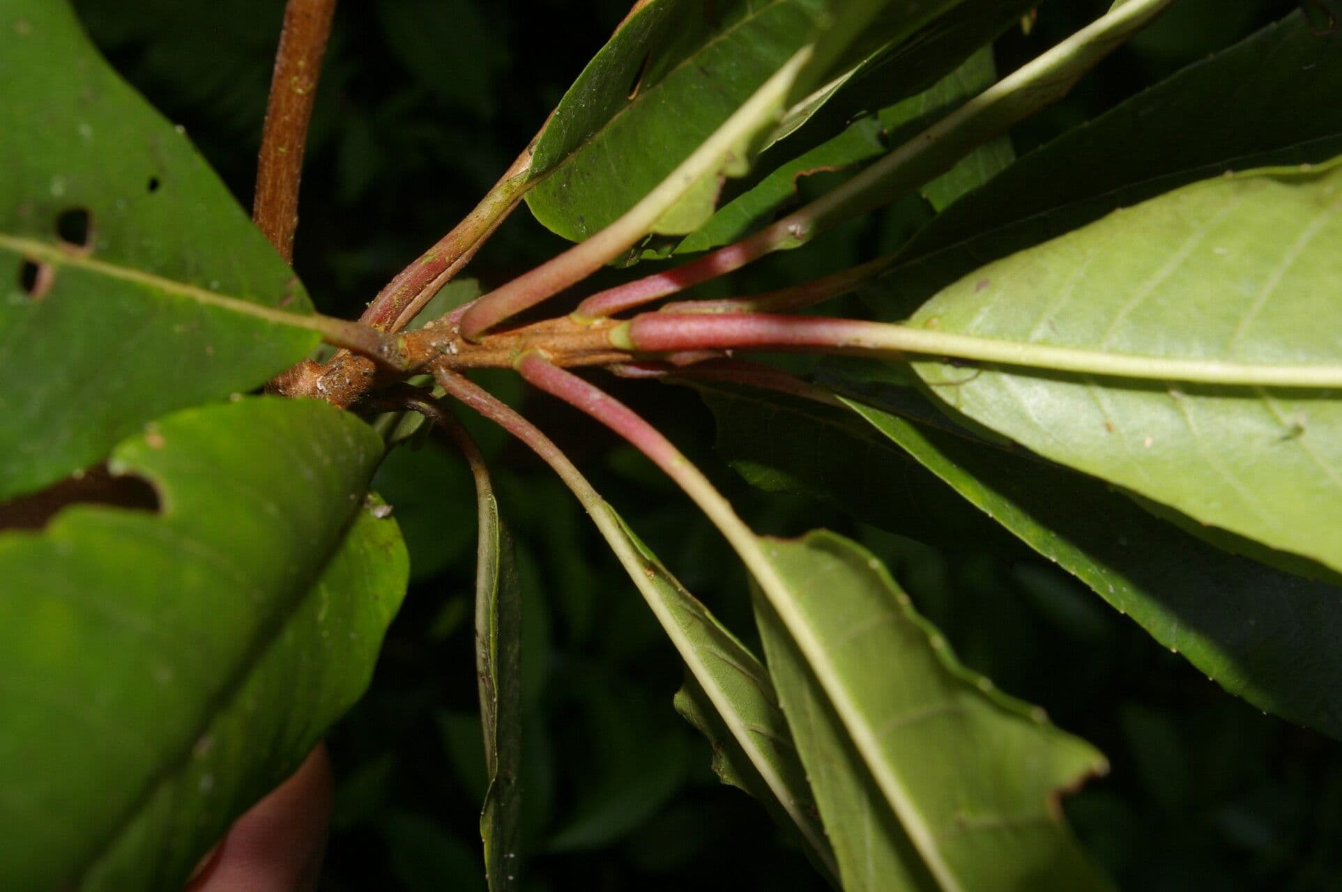 Clethra 5