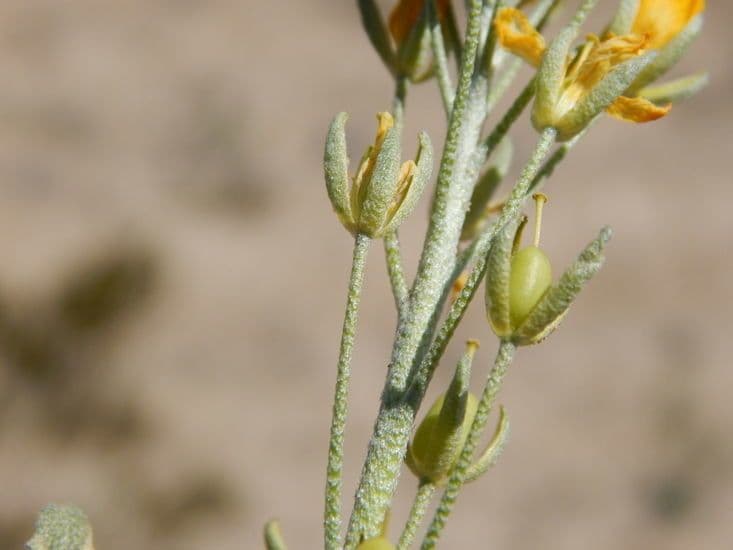 Fendler's bladderpod 6
