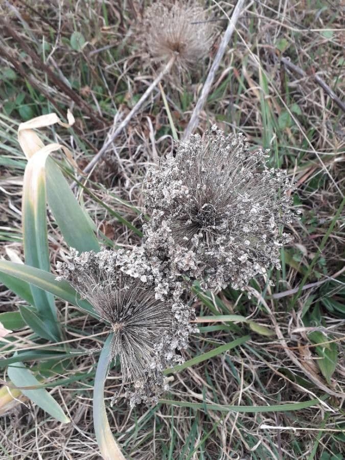 Aglio porro 4