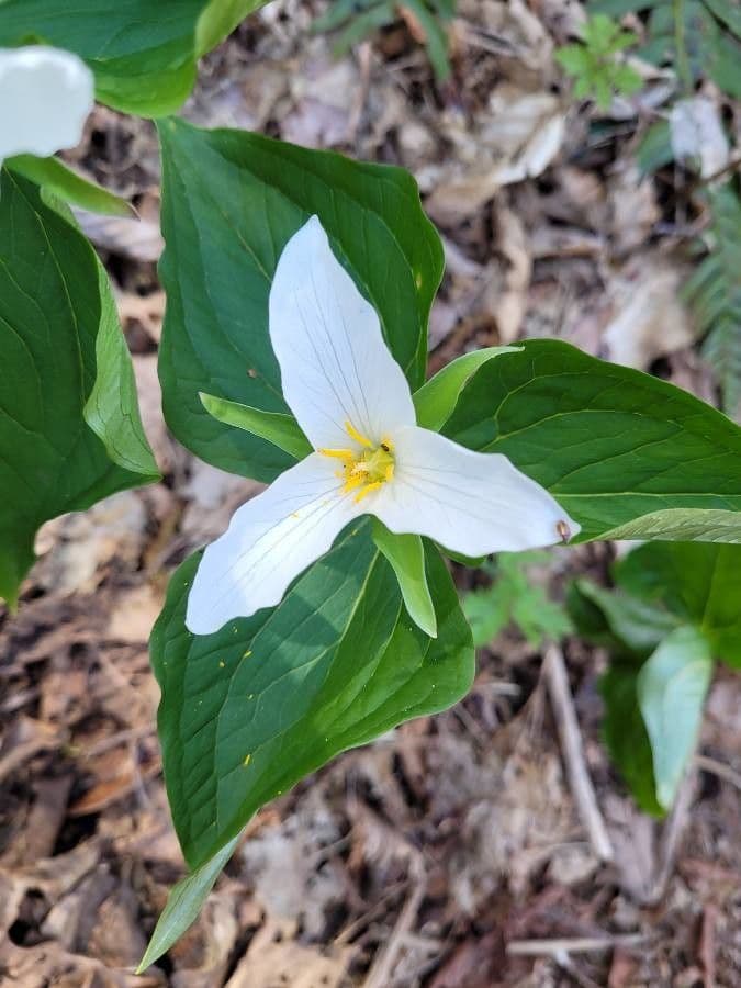 Trillium ovato 9