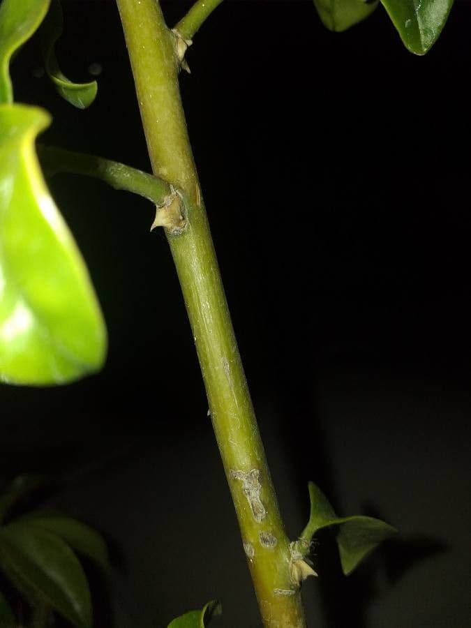 Pereskia 28