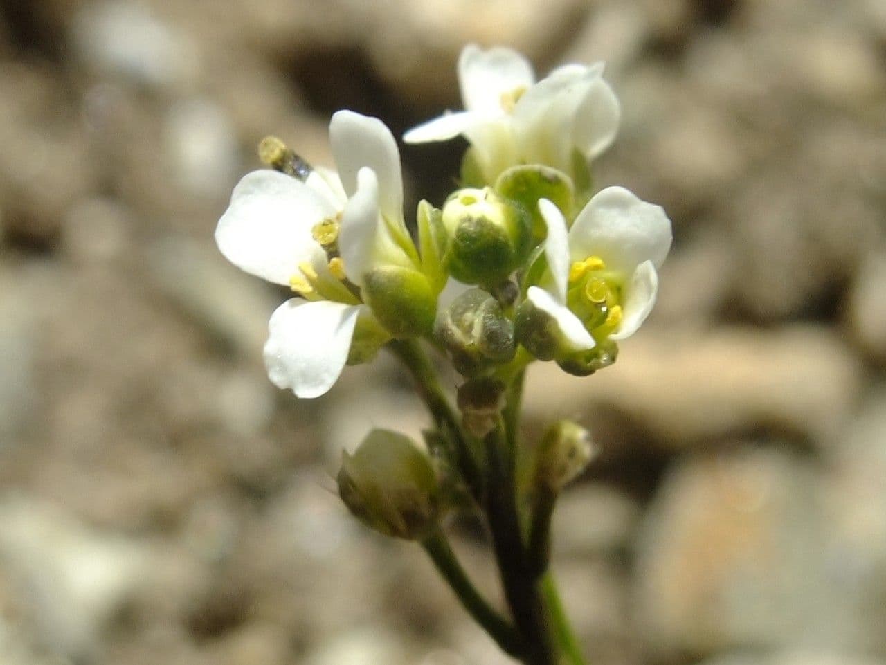 Draba 8