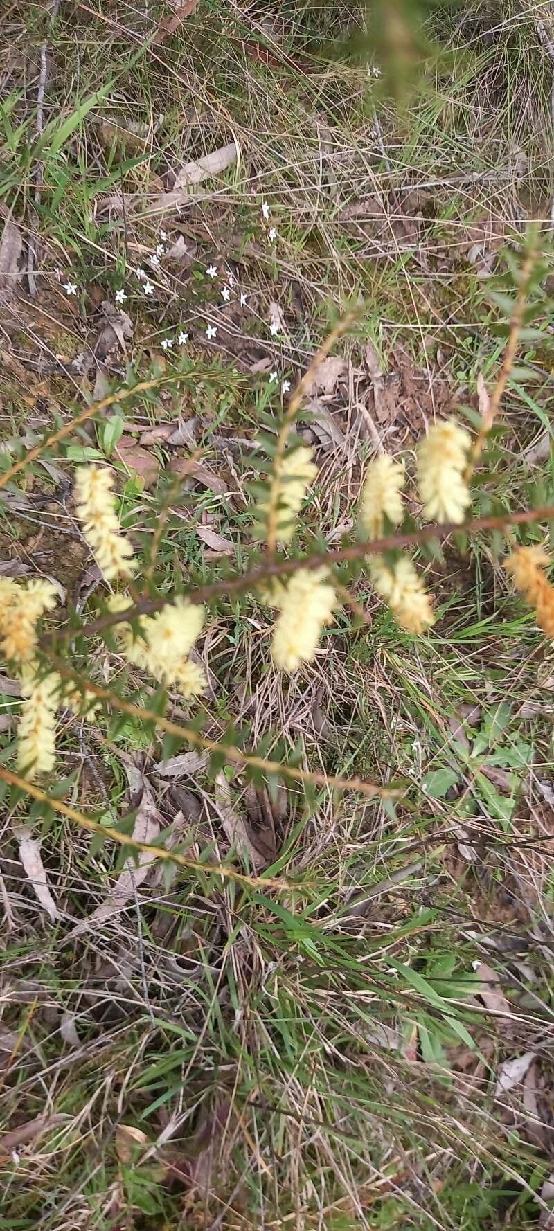 Acacia oxycedrus