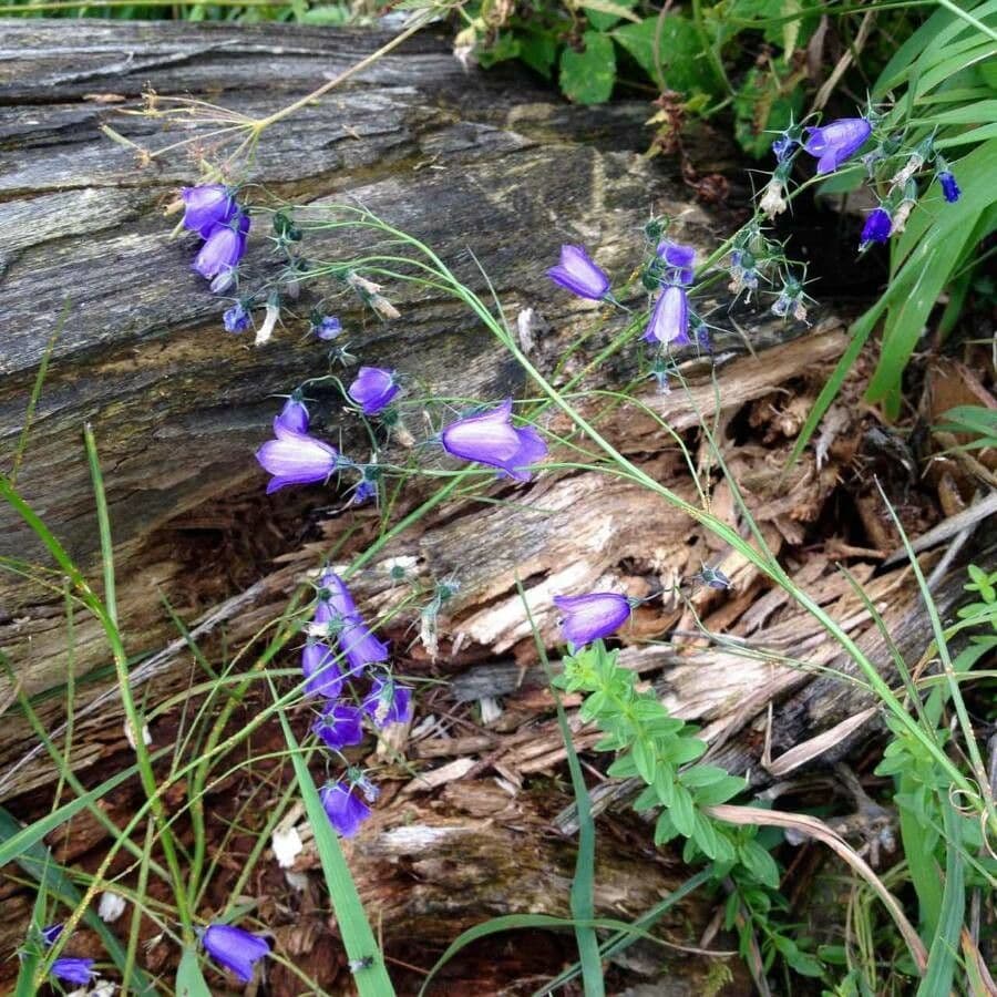 Campanula romboidale 5
