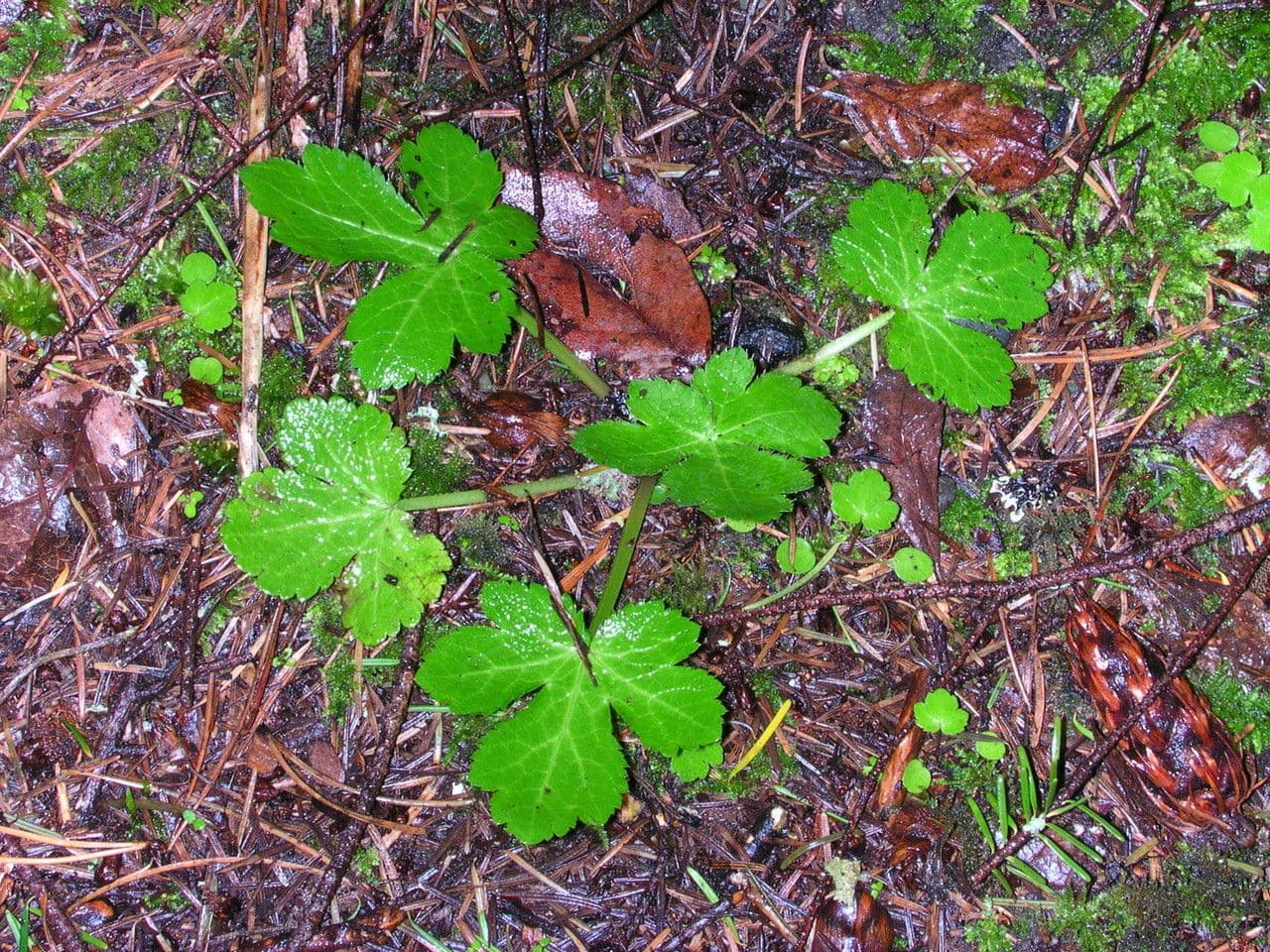 Dickblättrige Sanikel 8