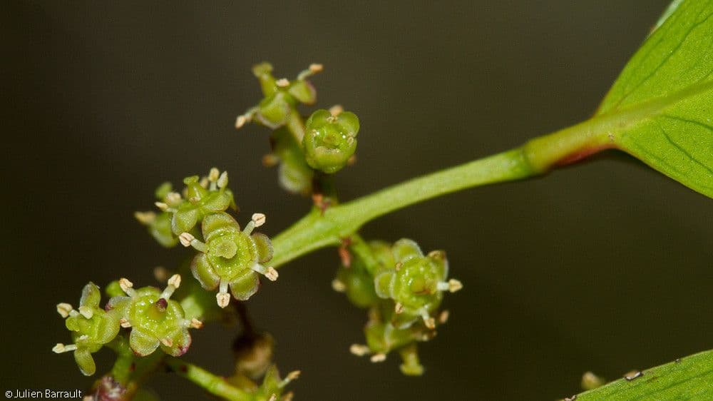 Pleurostylia