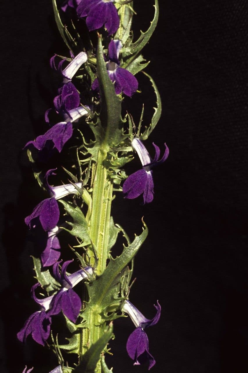 Lobelia