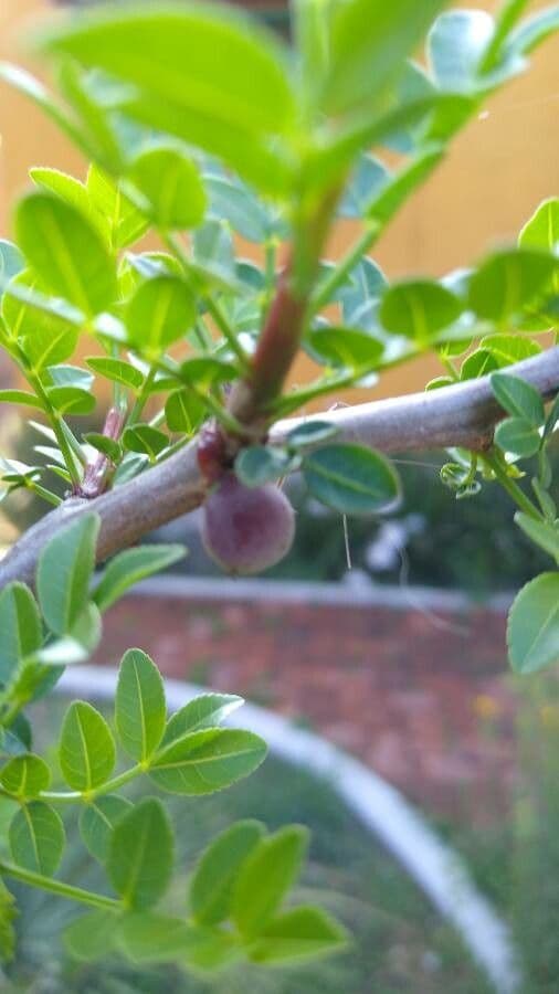 Bursera profumata