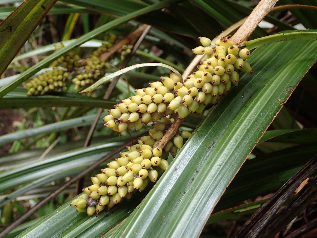 Astelia hemichrysa 4