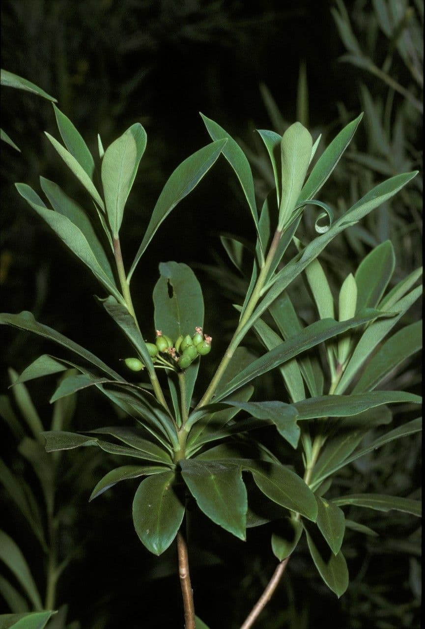 Ovidia