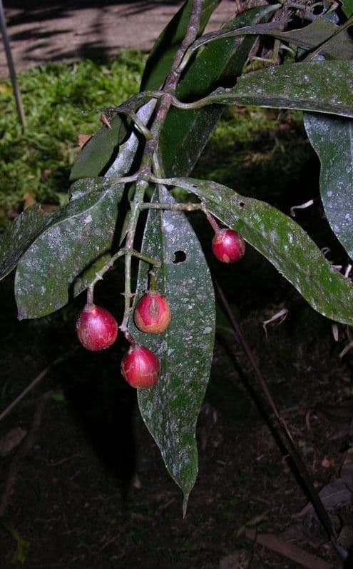 Chrysochlamys