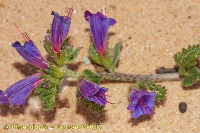 Echium 5