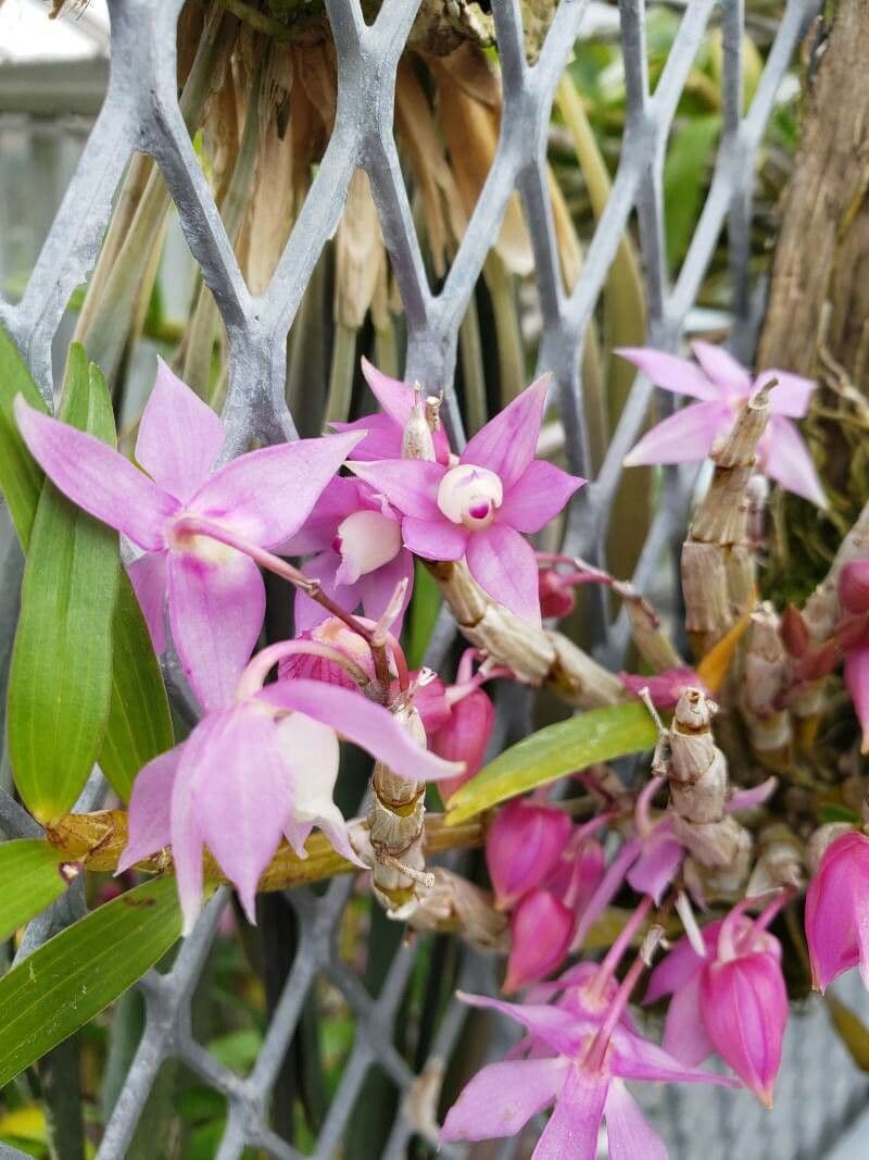 Dendrobium 2