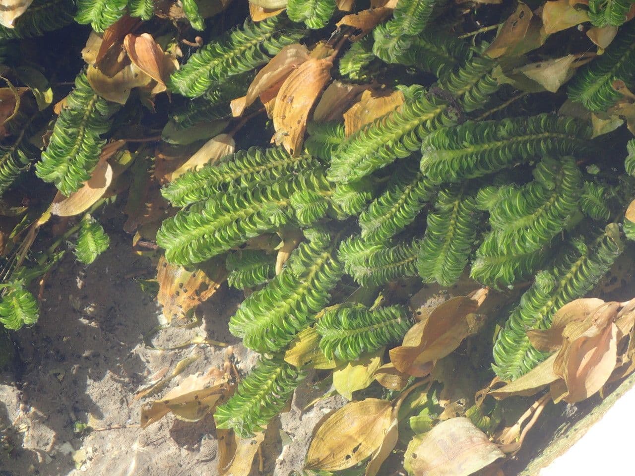 Groenlandia densa 13