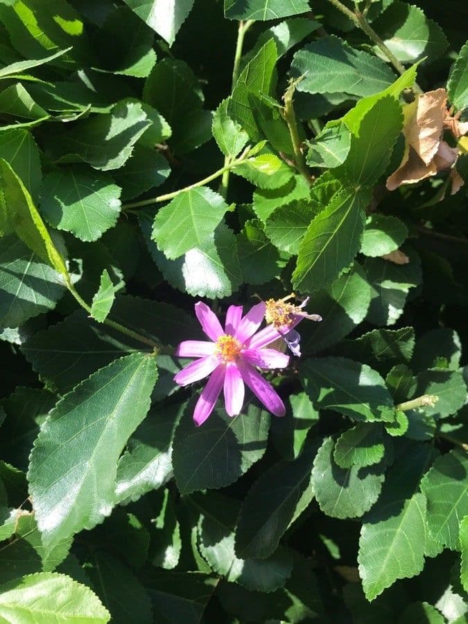 Grewia occidental 16