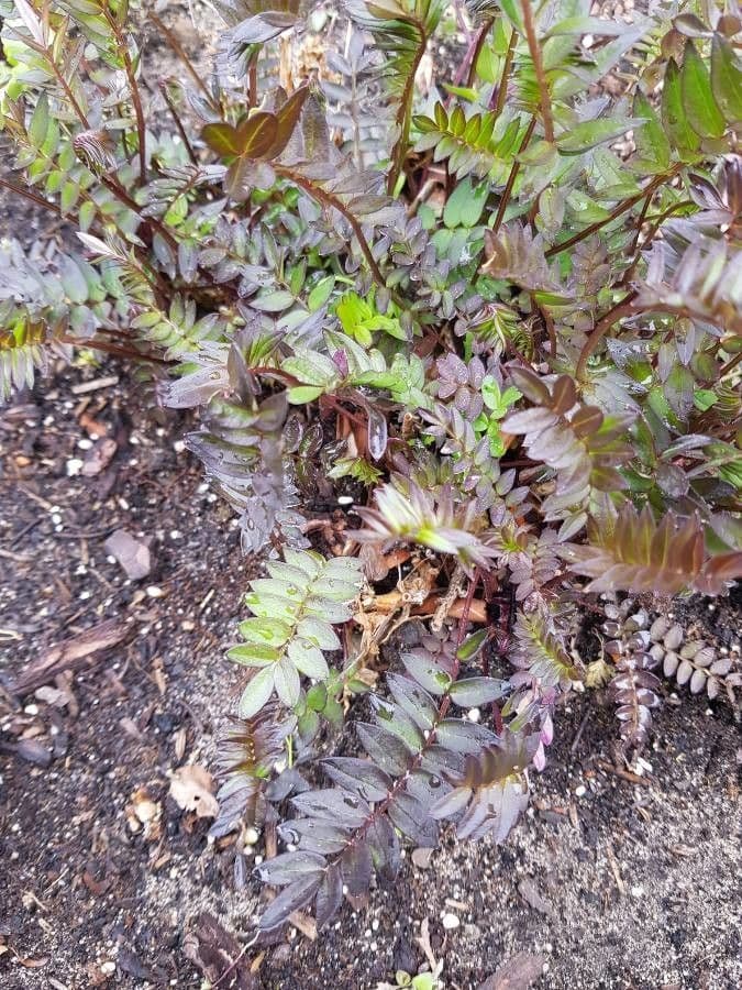 Polemonium reptans 12
