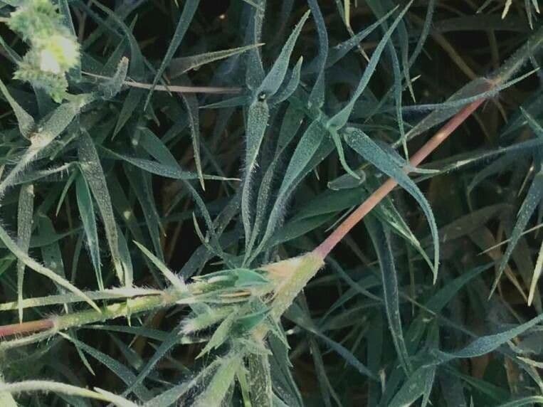 Aeluropus lagopoides 14
