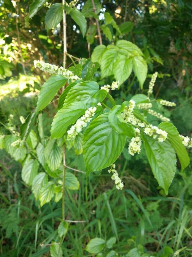 Hopfenblättrige Gouania 14