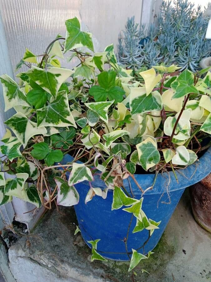 Senecio 12