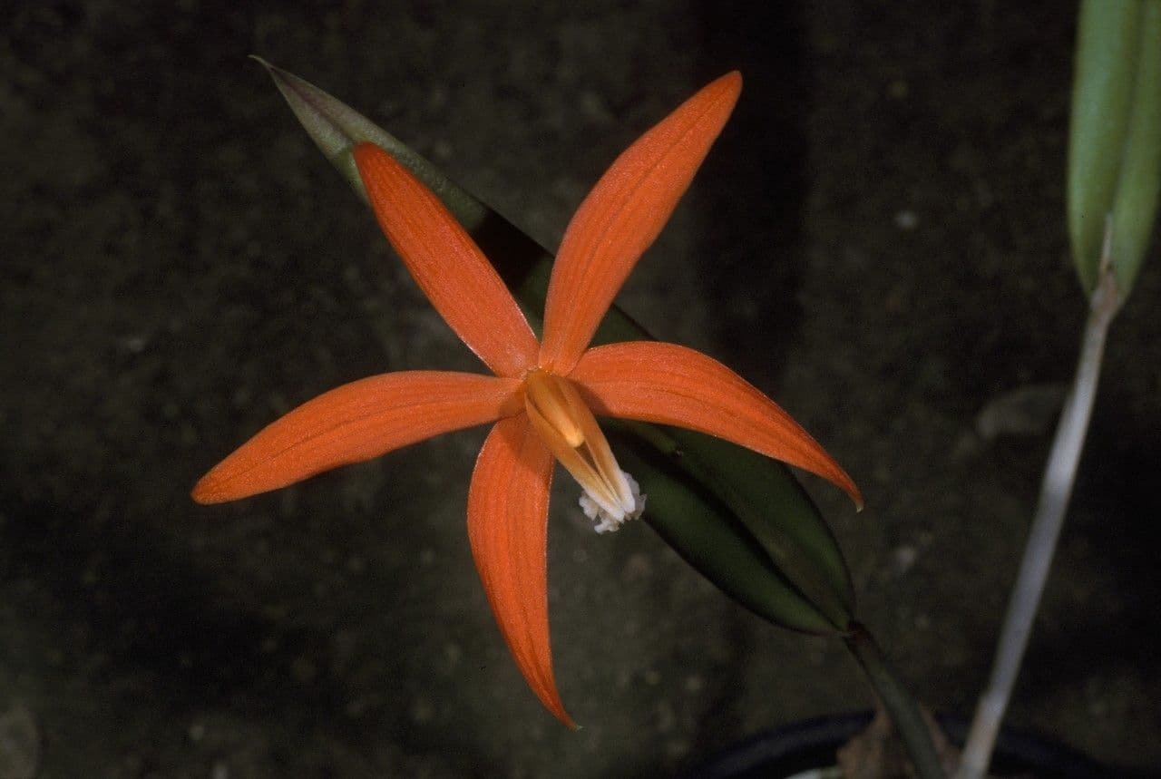 Cattleya 3