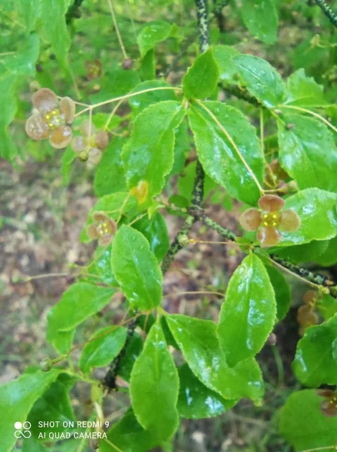 Euonymus 8