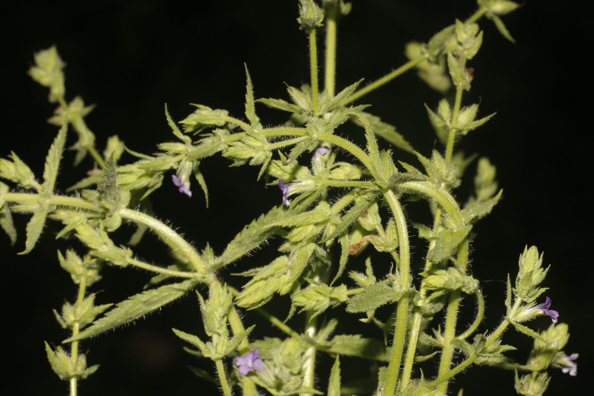 Stemodia durantifolia 6